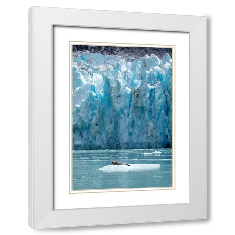 Alaska-South Sawyer Harbor Seal resting on iceberg calved from Dawes Glacier in Endicott Arm White Modern Wood Framed Art Print with Double Matting by Souders, Paul