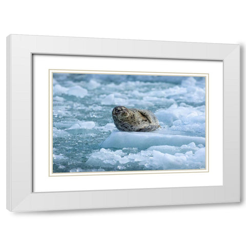Alaska-South Sawyer Harbor Seal resting on icebergs calved from South Sawyer Glacier in Tracy Arm White Modern Wood Framed Art Print with Double Matting by Souders, Paul