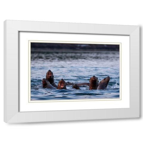 Alaska-Steller Sea Lions gather at edge of haul out along Frederick Sound on summer evening White Modern Wood Framed Art Print with Double Matting by Souders, Paul
