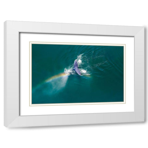 Alaska-Aerial view rainbow and mist above diving Humpback Whale on Frederick Sound  White Modern Wood Framed Art Print with Double Matting by Souders, Paul