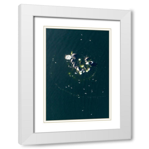 Alaska-Aerial view of Humpback Whales bubble net feeding on school of herring fish White Modern Wood Framed Art Print with Double Matting by Souders, Paul