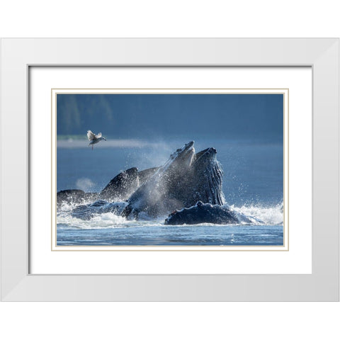 Alaska-Seagull hovers above Humpback Whales surfacing as they bubble net feed on herring White Modern Wood Framed Art Print with Double Matting by Souders, Paul