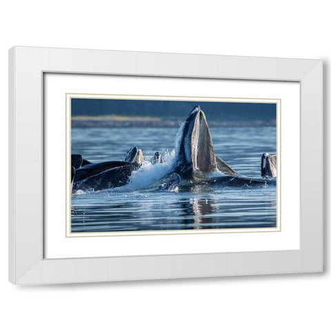Alaska-Herring fish leap trying to flee from Humpback Whales surface as they bubble net feeding White Modern Wood Framed Art Print with Double Matting by Souders, Paul