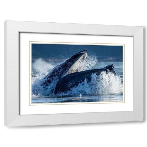 Alaska-Humpback Whale surfaces while bubble net feeding in Frederick Sound  White Modern Wood Framed Art Print with Double Matting by Souders, Paul