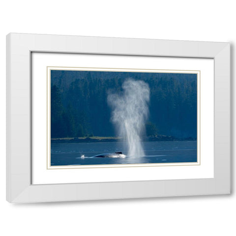 Alaska-Mist from exhaled breath of Humpback Whale swimming in Frederick Sound near Kupreanof Island White Modern Wood Framed Art Print with Double Matting by Souders, Paul