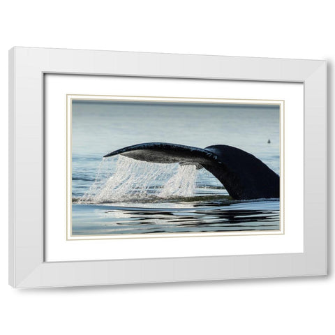 Alaska-Water streams from tail of Humpback Whale swimming in Frederick Sound near Kupreanof Island White Modern Wood Framed Art Print with Double Matting by Souders, Paul