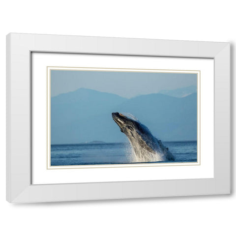 Alaska-Water streams from breaching Humpback Whale in Frederick Sound near Kupreanof Island White Modern Wood Framed Art Print with Double Matting by Souders, Paul