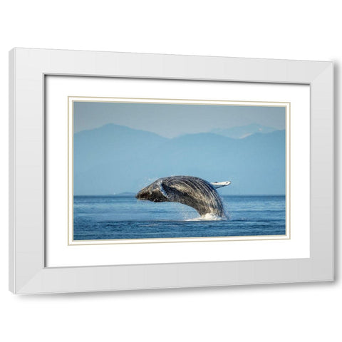 Alaska-Water streams from breaching Humpback Whale in Frederick Sound near Kupreanof Island White Modern Wood Framed Art Print with Double Matting by Souders, Paul