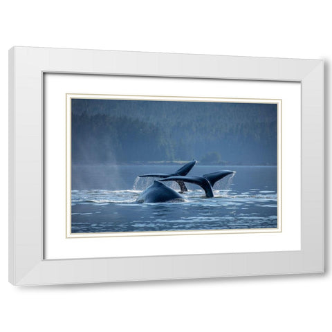 Alaska-Humpback Whales dive while bubble net feeding in Frederick Sound near Kupreanof Island White Modern Wood Framed Art Print with Double Matting by Souders, Paul