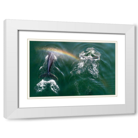 Alaska-Aerial view of rainbow above Humpback Whales spouts while breathing at surface White Modern Wood Framed Art Print with Double Matting by Souders, Paul