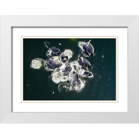 Alaska-Aerial view of Humpback Whales lunging at surface of Frederick Sound while bubble net feeding White Modern Wood Framed Art Print with Double Matting by Souders, Paul