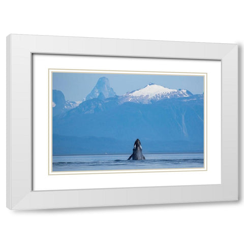 Alaska-Humpback Whale lunges while head slapping in Frederick Sound near Kupreanof Island White Modern Wood Framed Art Print with Double Matting by Souders, Paul