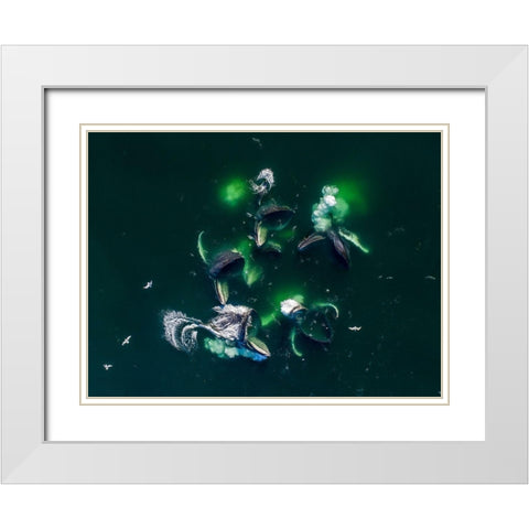 Alaska-Aerial view of Humpback Whales lunging at surface of Frederick Sound while bubble net feeding White Modern Wood Framed Art Print with Double Matting by Souders, Paul