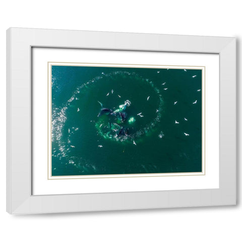 Alaska-Aerial view of Humpback Whales lunging at surface of Frederick Sound while bubble net feeding White Modern Wood Framed Art Print with Double Matting by Souders, Paul