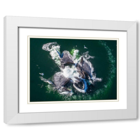 Alaska-Aerial view of Humpback Whales lunging at surface of Frederick Sound while bubble net feeding White Modern Wood Framed Art Print with Double Matting by Souders, Paul