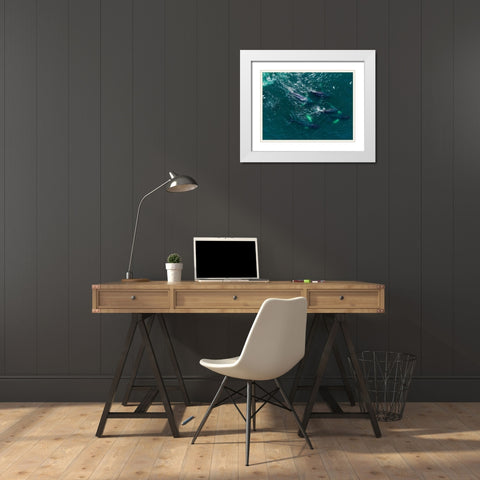 Alaska Humpback Whales swimming together at surface of Frederick Sound while bubble net feeding White Modern Wood Framed Art Print with Double Matting by Souders, Paul
