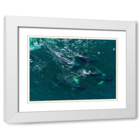 Alaska Humpback Whales swimming together at surface of Frederick Sound while bubble net feeding White Modern Wood Framed Art Print with Double Matting by Souders, Paul