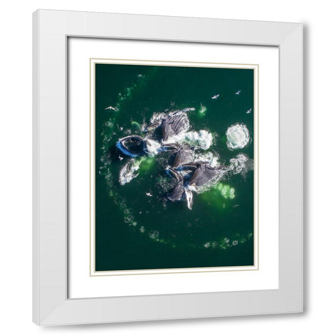 Alaska Humpback Whales lunging at surface of Frederick Sound while bubble net feeding  White Modern Wood Framed Art Print with Double Matting by Souders, Paul