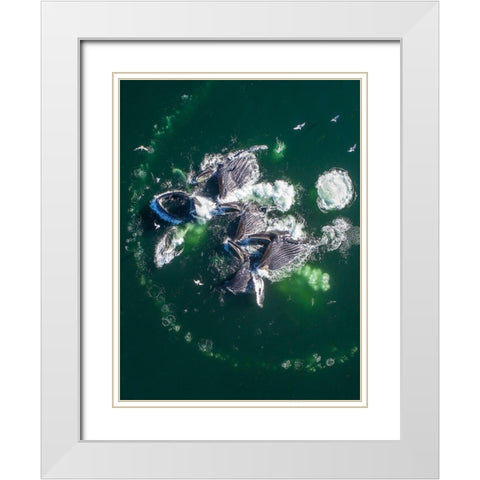 Alaska Humpback Whales lunging at surface of Frederick Sound while bubble net feeding  White Modern Wood Framed Art Print with Double Matting by Souders, Paul