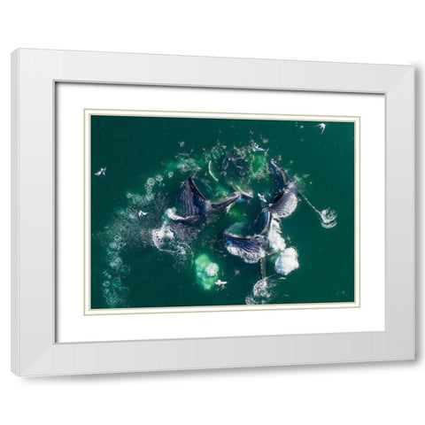 Alaska Humpback Whales lunging at surface of Frederick Sound while bubble net feeding White Modern Wood Framed Art Print with Double Matting by Souders, Paul