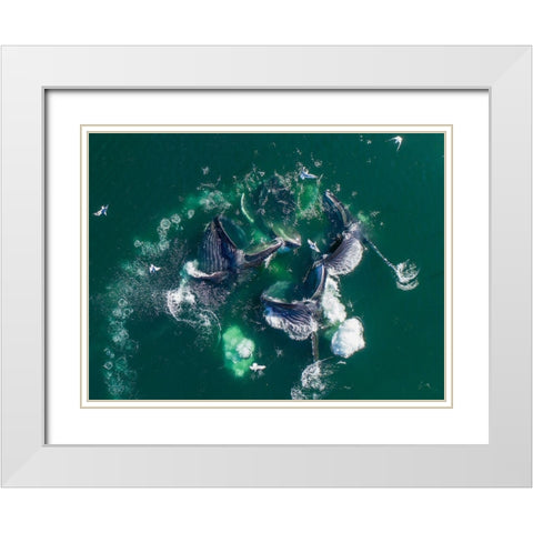 Alaska Humpback Whales lunging at surface of Frederick Sound while bubble net feeding White Modern Wood Framed Art Print with Double Matting by Souders, Paul