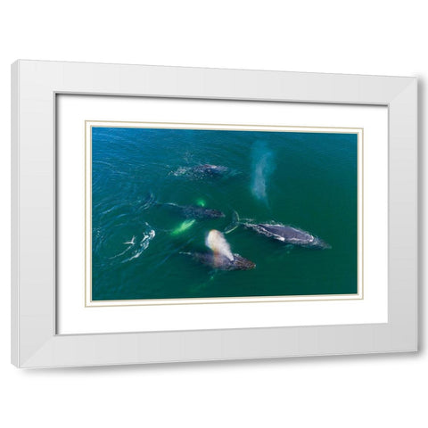 Alaska Humpback Whales swimming together at surface of Frederick Sound while bubble net feeding White Modern Wood Framed Art Print with Double Matting by Souders, Paul