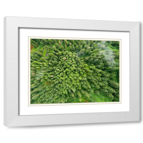 Alaska-Juneau-Taku Harbor State Marine Park- coastal rainforest on steep mountainside White Modern Wood Framed Art Print with Double Matting by Souders, Paul
