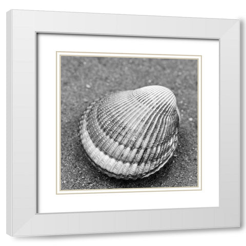 Alaska-Ketchikan-cockle shell on beach White Modern Wood Framed Art Print with Double Matting by PLank, Savanah