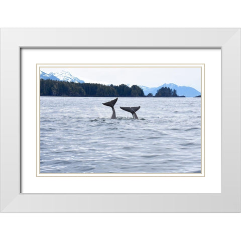 Alaska-Sitka-Sitka Sound killer whales playing in water White Modern Wood Framed Art Print with Double Matting by PLank, Savanah