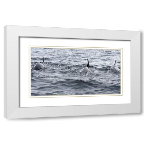 Alaska-Sitka-Sitka Sound killer whales playing in water White Modern Wood Framed Art Print with Double Matting by PLank, Savanah