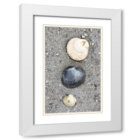 Alaska-Ketchikan-cockle shells on beach White Modern Wood Framed Art Print with Double Matting by PLank, Savanah