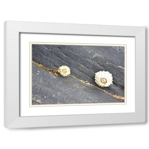 Alaska-Ketchikan-barnacle close-up White Modern Wood Framed Art Print with Double Matting by PLank, Savanah