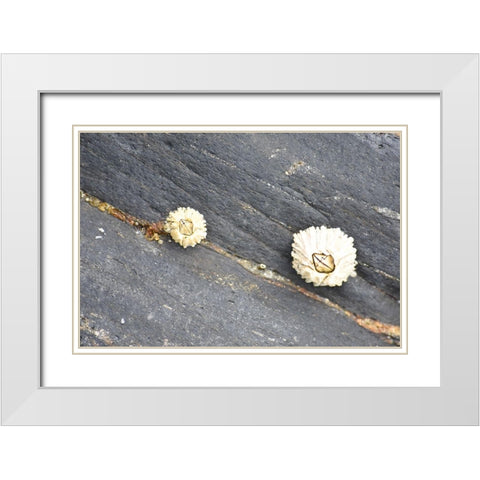 Alaska-Ketchikan-barnacle close-up White Modern Wood Framed Art Print with Double Matting by PLank, Savanah