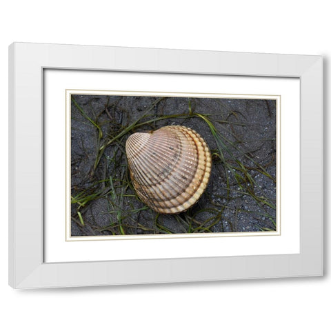 Alaska-Ketchikan-cockle shell on beach White Modern Wood Framed Art Print with Double Matting by PLank, Savanah