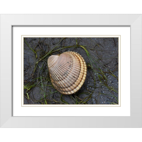 Alaska-Ketchikan-cockle shell on beach White Modern Wood Framed Art Print with Double Matting by PLank, Savanah