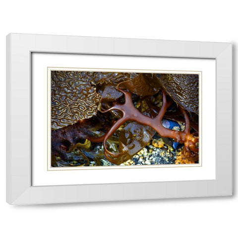 Alaska-Sitka-seaweed detail on beach White Modern Wood Framed Art Print with Double Matting by PLank, Savanah