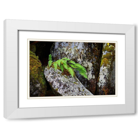 Alaska-Sitka-ferns growing on boulders White Modern Wood Framed Art Print with Double Matting by PLank, Savanah