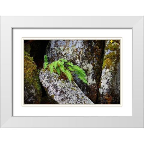 Alaska-Sitka-ferns growing on boulders White Modern Wood Framed Art Print with Double Matting by PLank, Savanah
