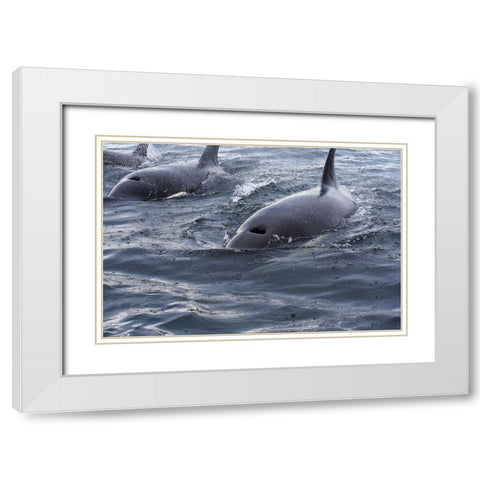 Alaska-Sitka-Sitka Sound killer whales playing in water White Modern Wood Framed Art Print with Double Matting by PLank, Savanah