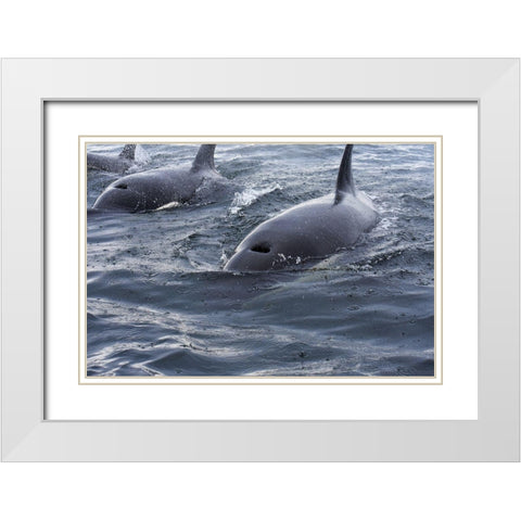 Alaska-Sitka-Sitka Sound killer whales playing in water White Modern Wood Framed Art Print with Double Matting by PLank, Savanah