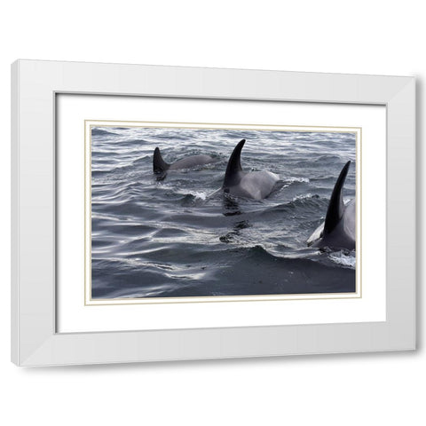 Alaska-Sitka-Sitka Sound killer whales playing in water White Modern Wood Framed Art Print with Double Matting by PLank, Savanah