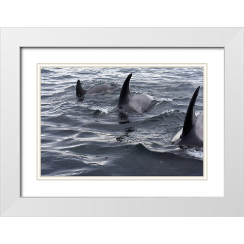 Alaska-Sitka-Sitka Sound killer whales playing in water White Modern Wood Framed Art Print with Double Matting by PLank, Savanah