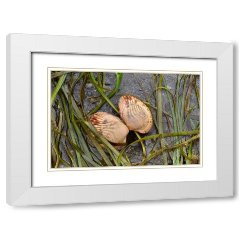 Alaska-Ketchikan-cockle shell on beach White Modern Wood Framed Art Print with Double Matting by PLank, Savanah