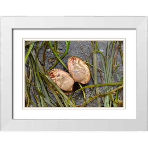 Alaska-Ketchikan-cockle shell on beach White Modern Wood Framed Art Print with Double Matting by PLank, Savanah