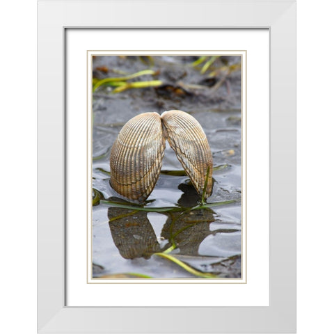 Alaska-Ketchikan-cockle shell on beach White Modern Wood Framed Art Print with Double Matting by PLank, Savanah