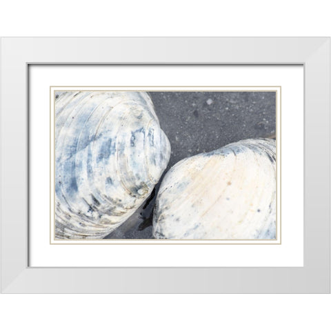 Alaska-Ketchikan-clam shells on beach White Modern Wood Framed Art Print with Double Matting by PLank, Savanah