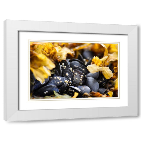 Alaska-Ketchikan-mussels on beach with barnacles White Modern Wood Framed Art Print with Double Matting by PLank, Savanah