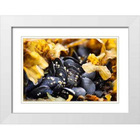 Alaska-Ketchikan-mussels on beach with barnacles White Modern Wood Framed Art Print with Double Matting by PLank, Savanah
