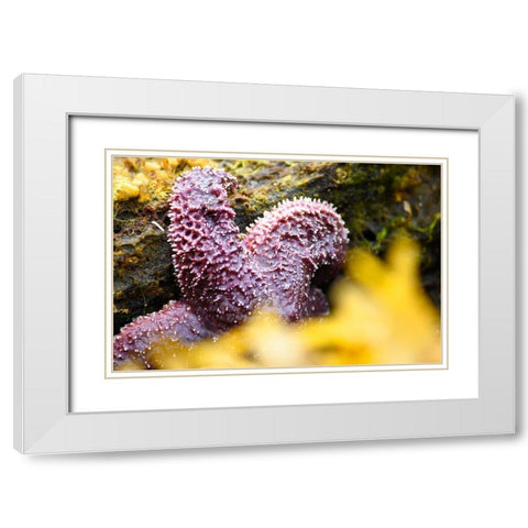 Alaska-Ketchikan-Sea star (Pisaster orchraceus) White Modern Wood Framed Art Print with Double Matting by PLank, Savanah