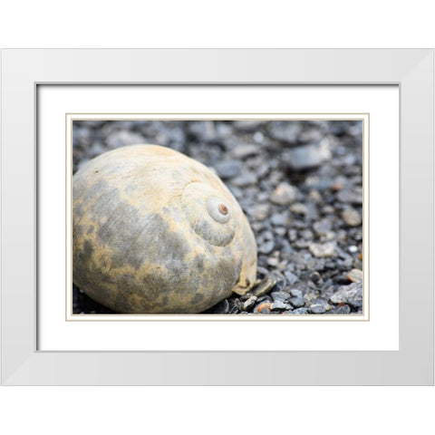 Alaska-Ketchikan-moon snail shell on beach White Modern Wood Framed Art Print with Double Matting by PLank, Savanah